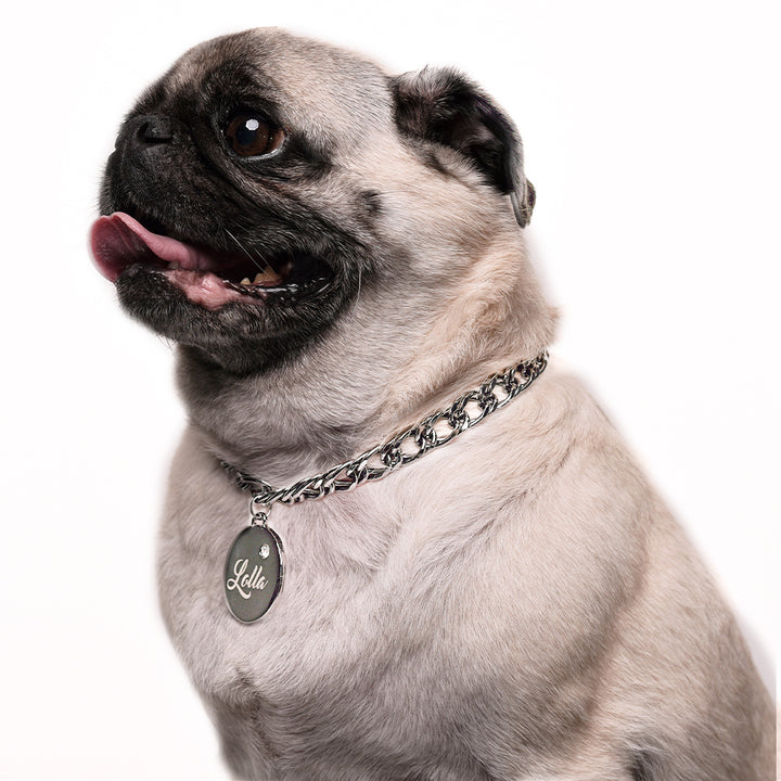 Coleiras Petit Dog's Name