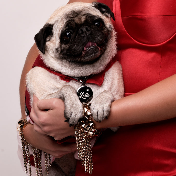 Coleiras Petit Dog's Name